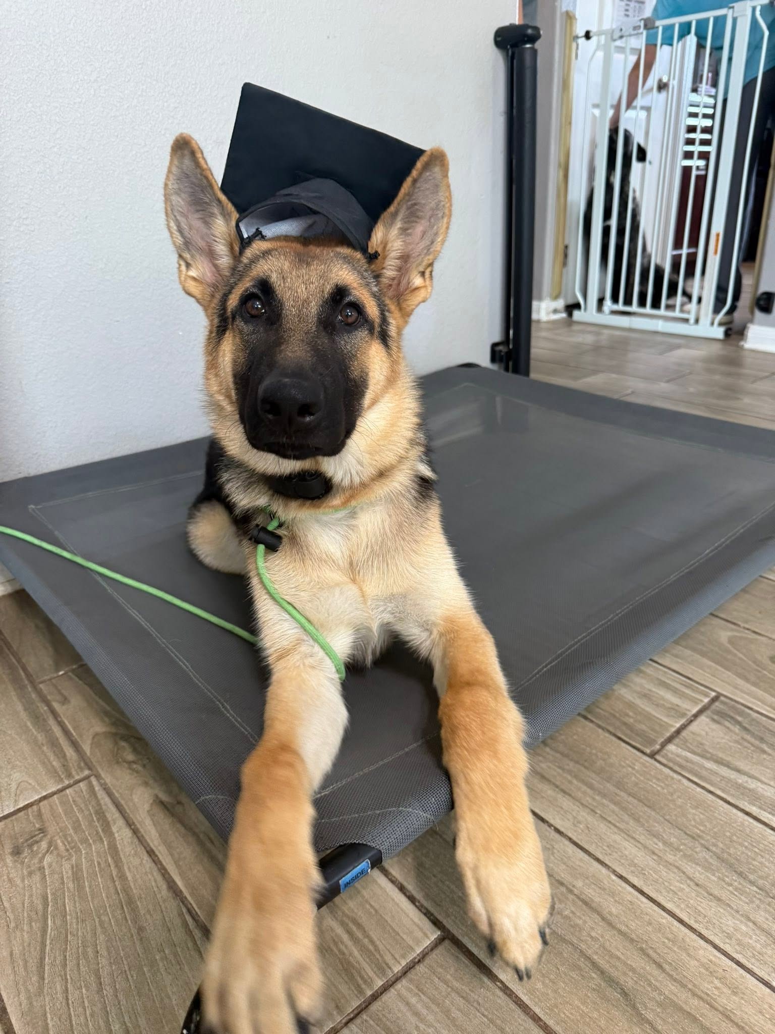 Young German Shepherd participating in a training graduation