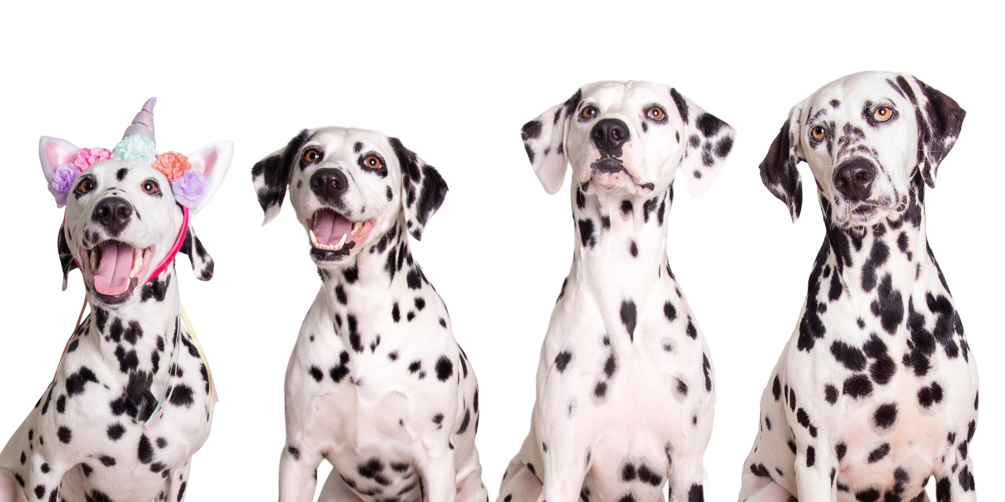 Four Dalmatians photographed on a white background
