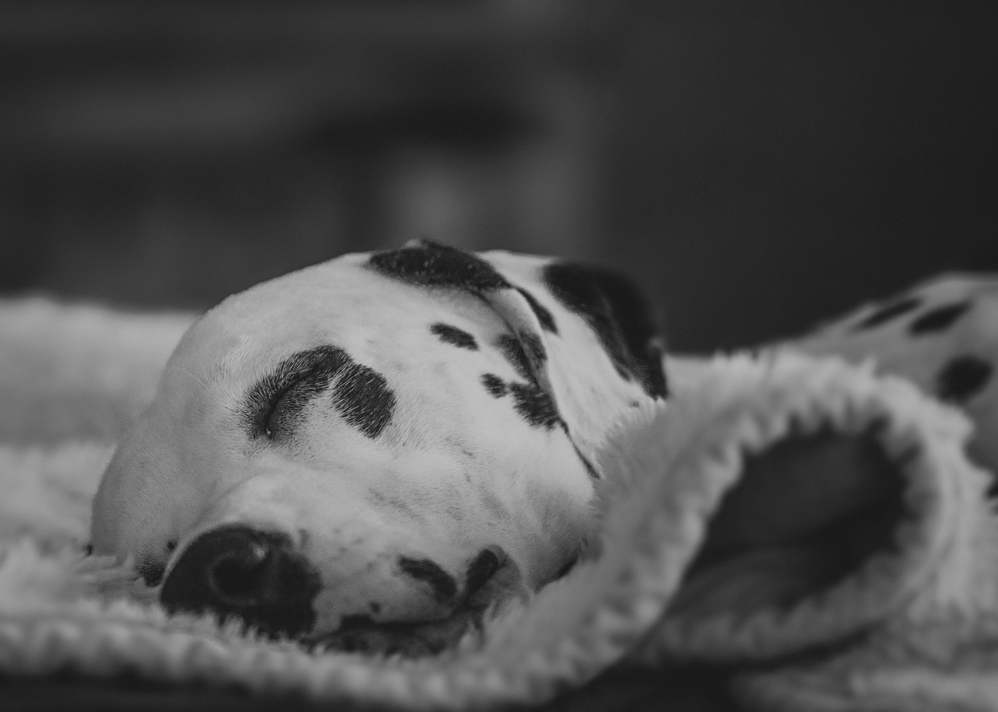 Corgi resting on soft bedding in a suite