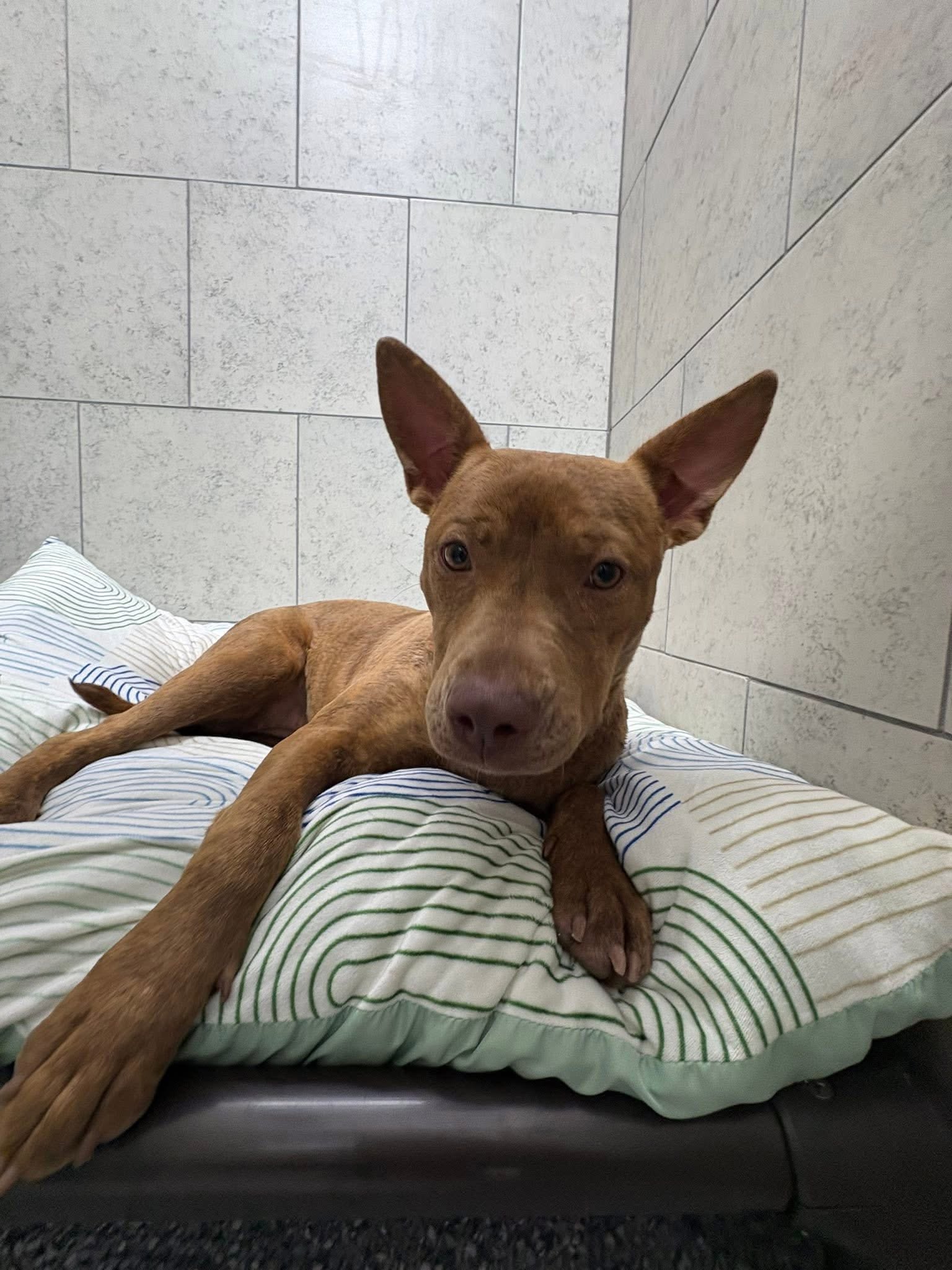 Dog relaxing comfortably inside a private suite