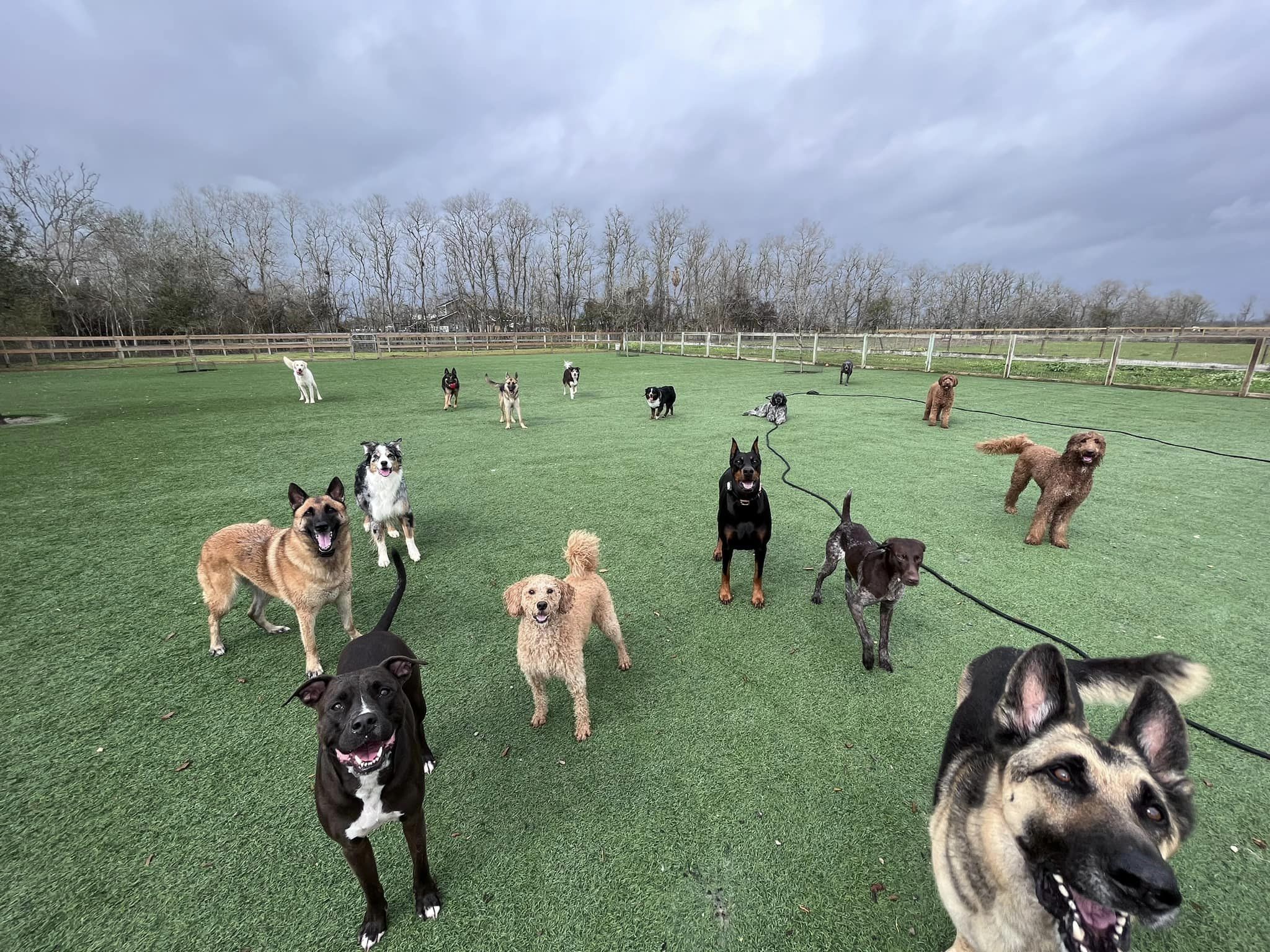 Dogs enjoying a spacious open field at the retreat