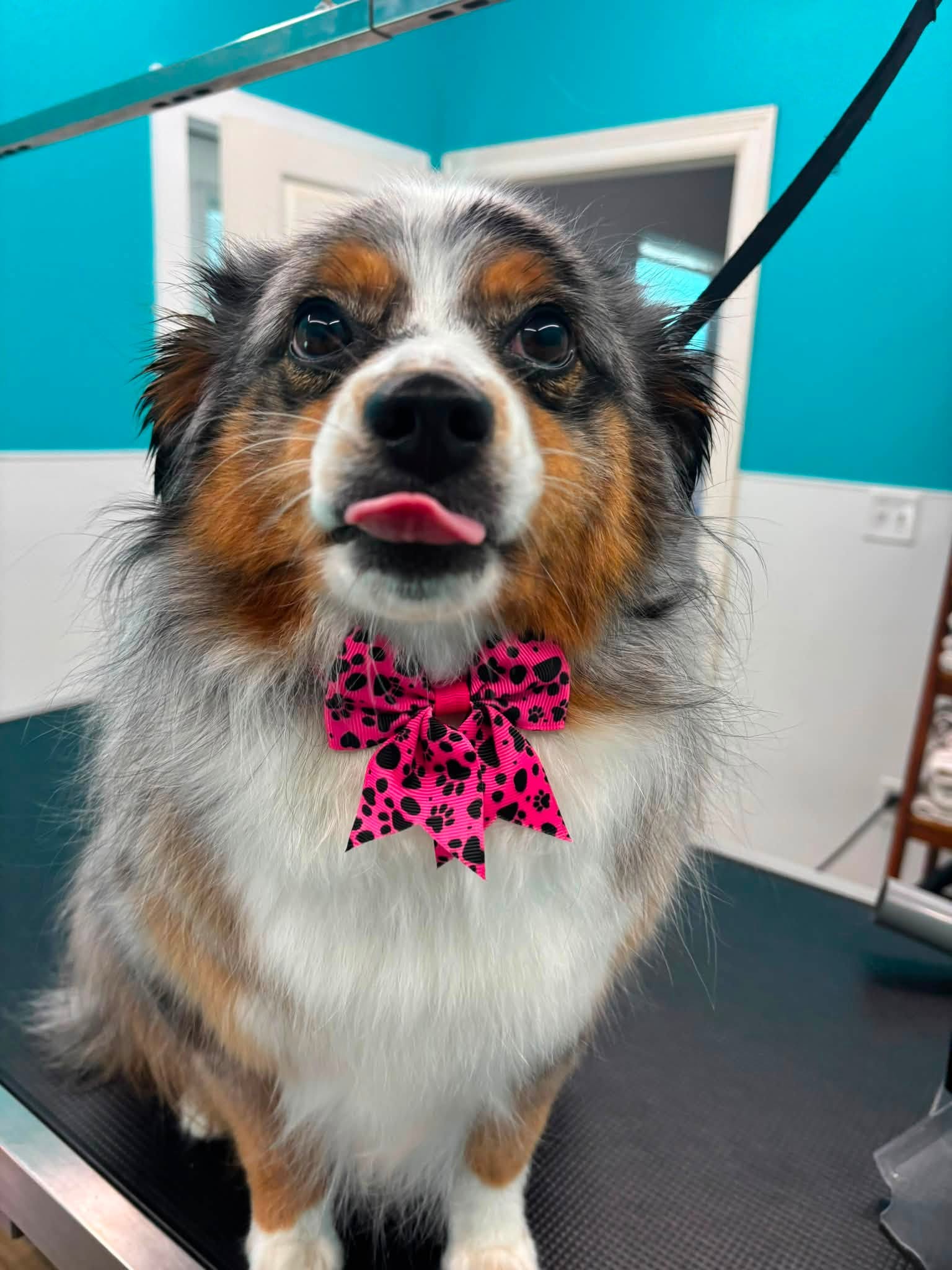 Freshly groomed dog wearing a bow