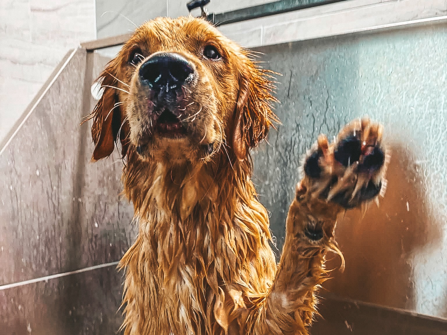 Golden retriever enjoying bath time