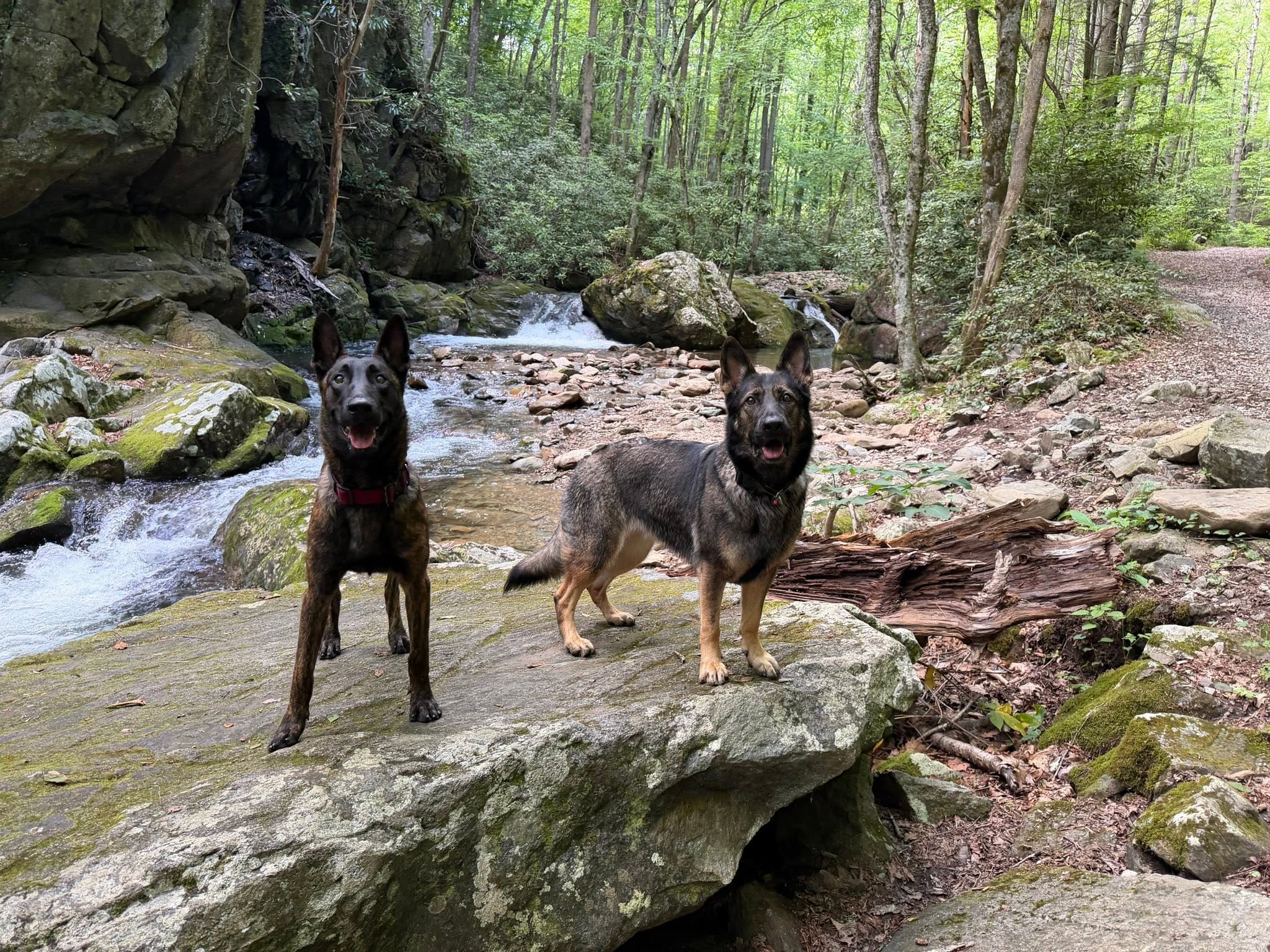 Group of trained dogs posing during an urban outing