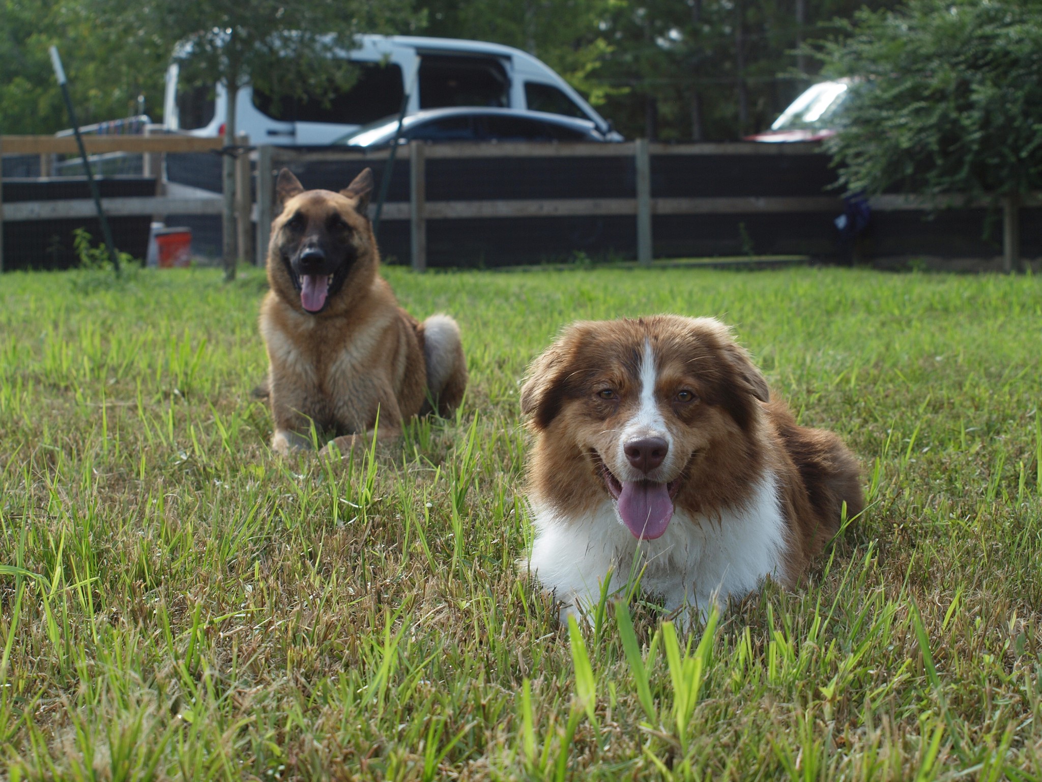 Two dogs resting in the field at Endless Pawsibilities