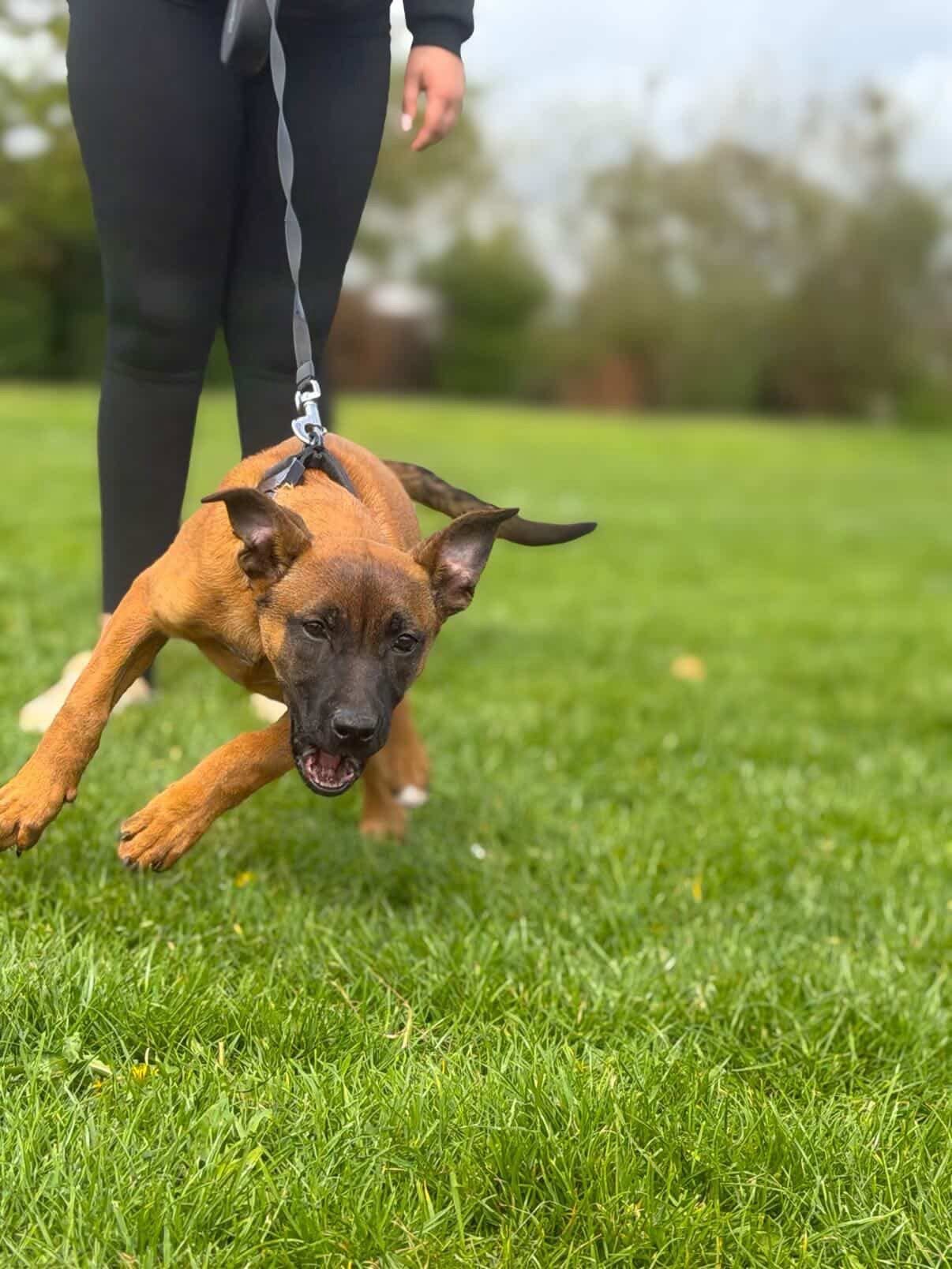 Two dogs practicing calm behavior in public