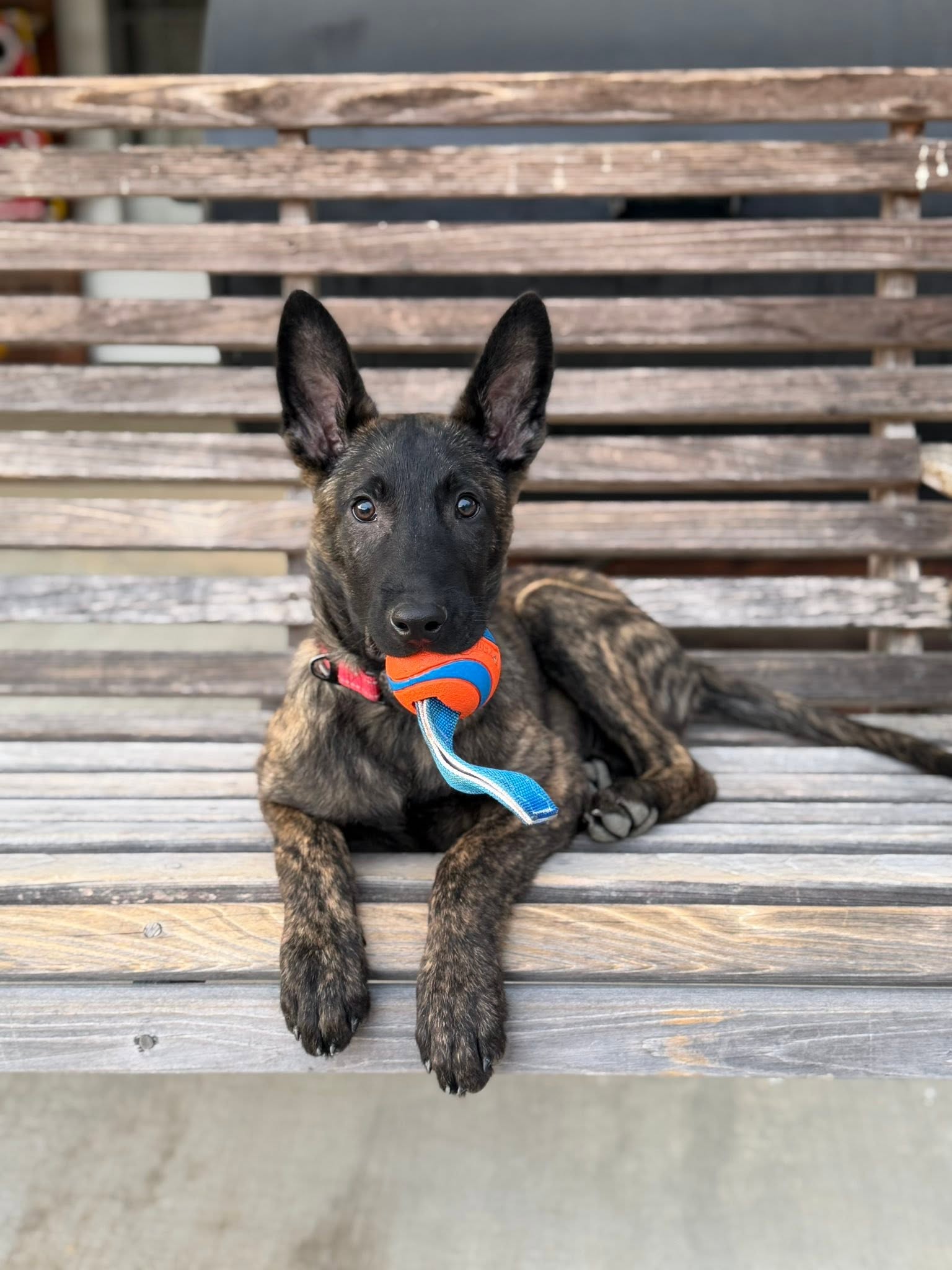 Young puppy practicing place work