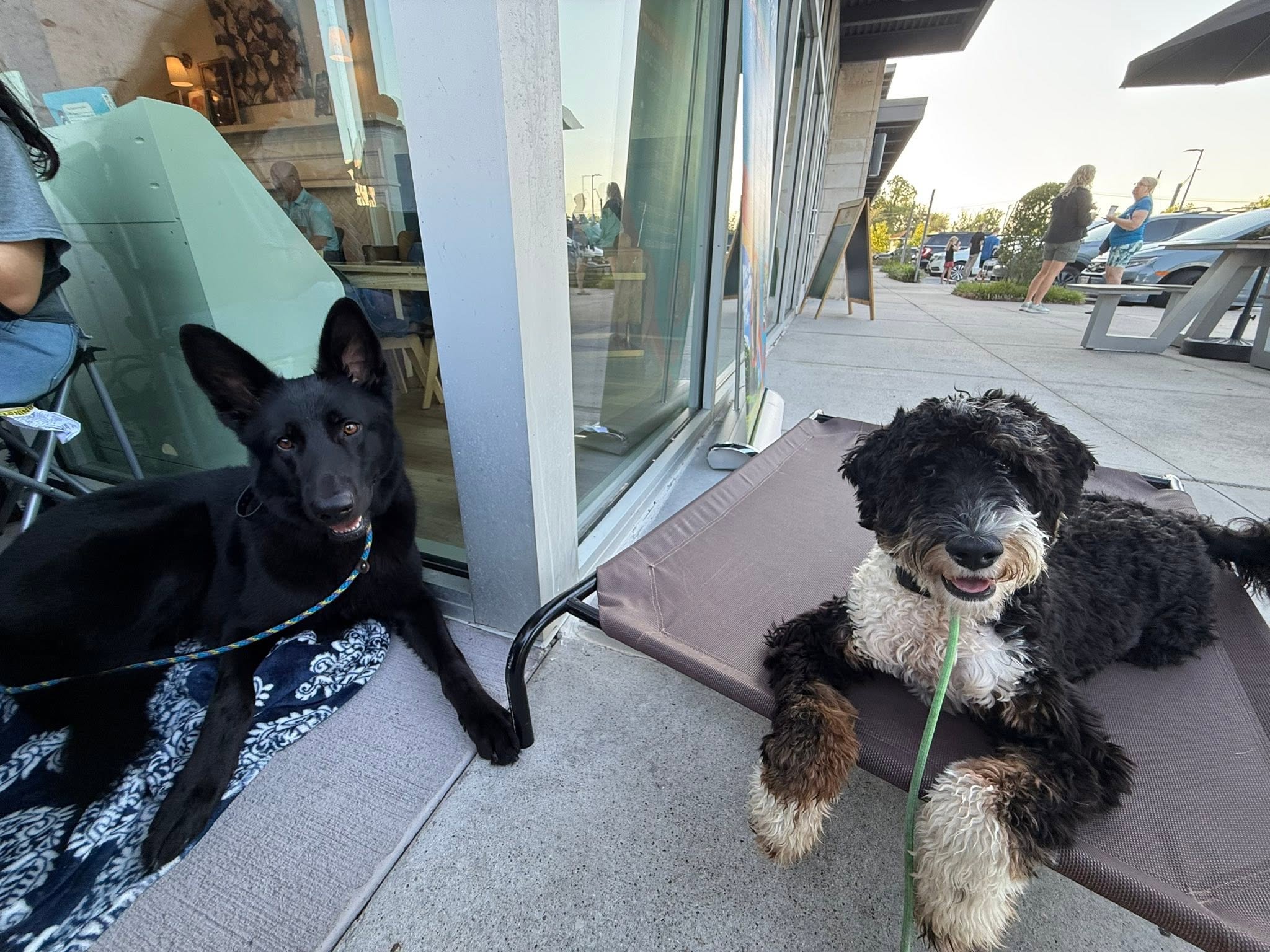 Trainer working with a small family dog