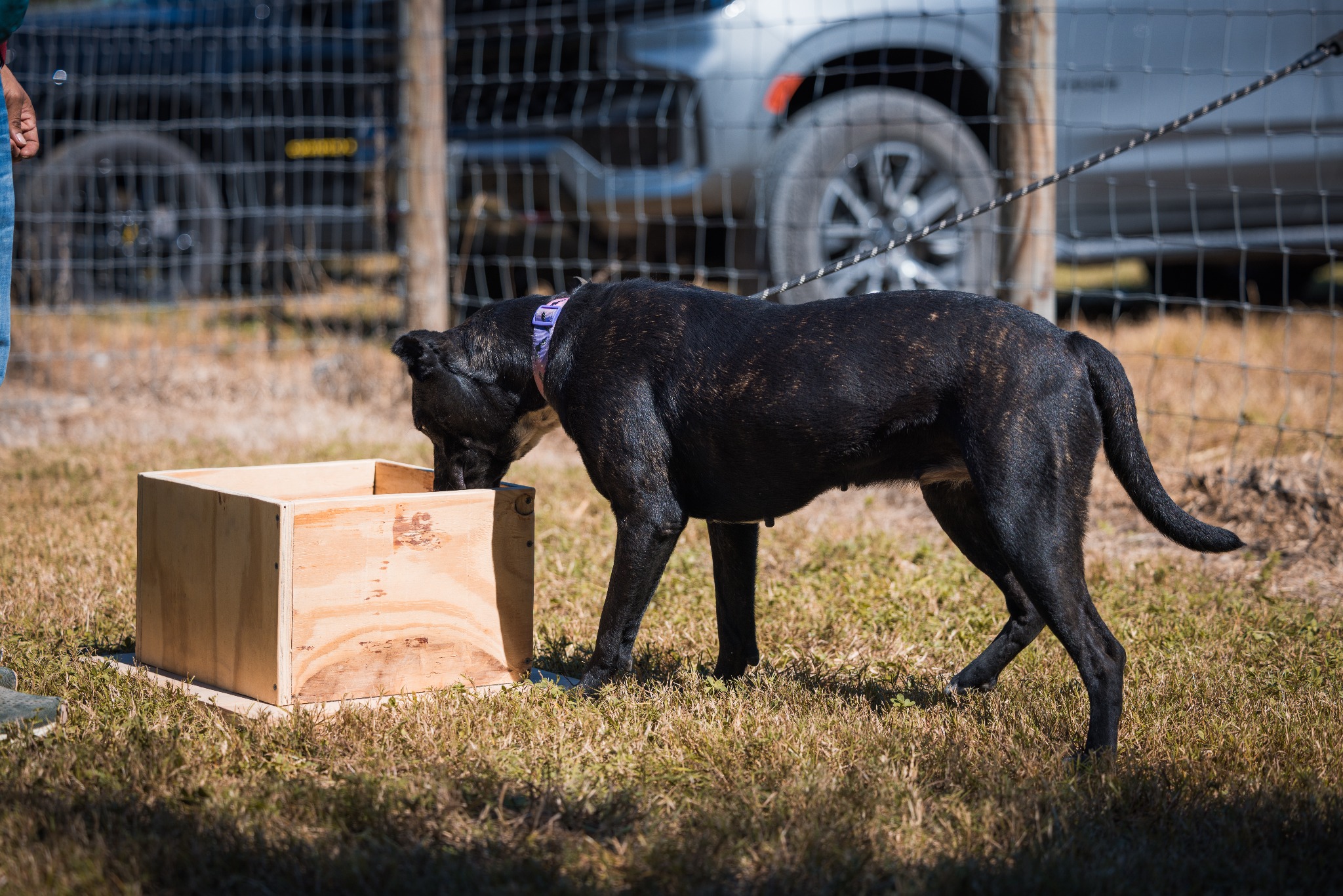 Dog engaged in scent work